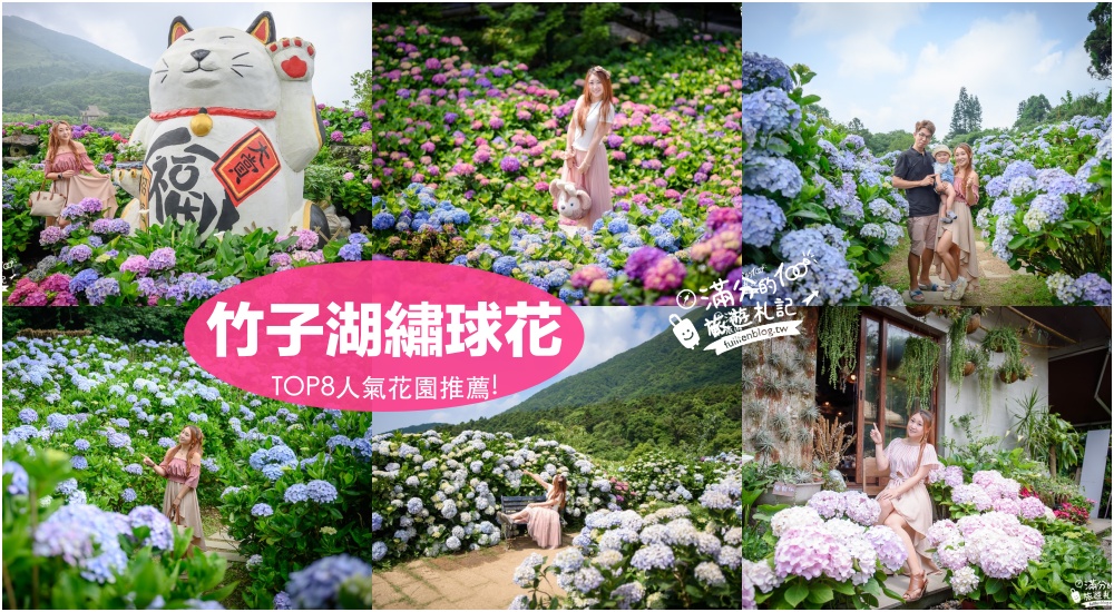陽明山繡球花推薦【午後陽光繡球花田】竹子湖繡球花秘境,有免費停車場,完全置身在繡球花堆裡!
