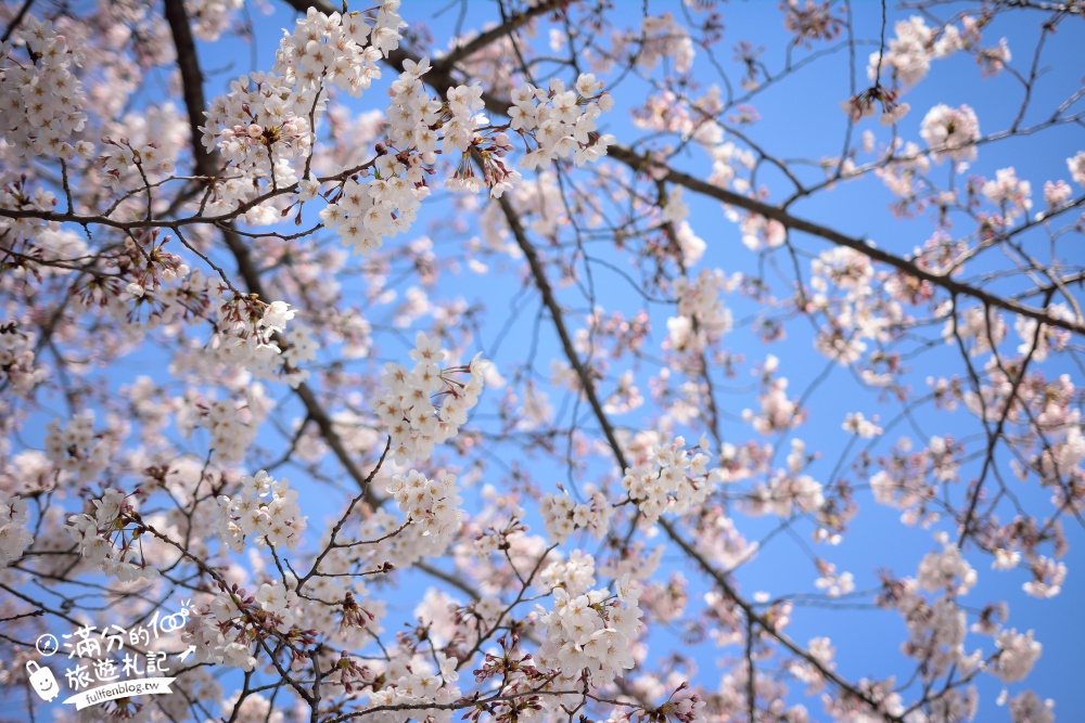 東京賞櫻景點【隅田公園】隅田川綿延一公里的櫻花大道,可順遊淺草寺&晴空塔更精彩!
