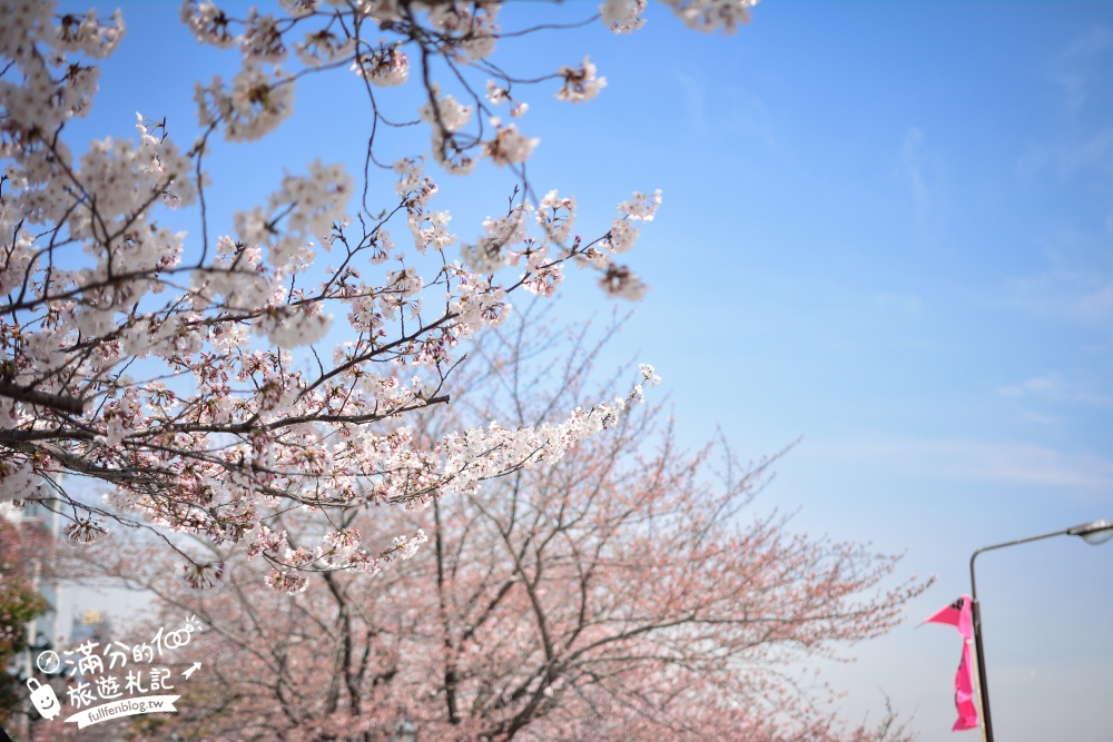 東京賞櫻景點【隅田公園】隅田川綿延一公里的櫻花大道,可順遊淺草寺&晴空塔更精彩!