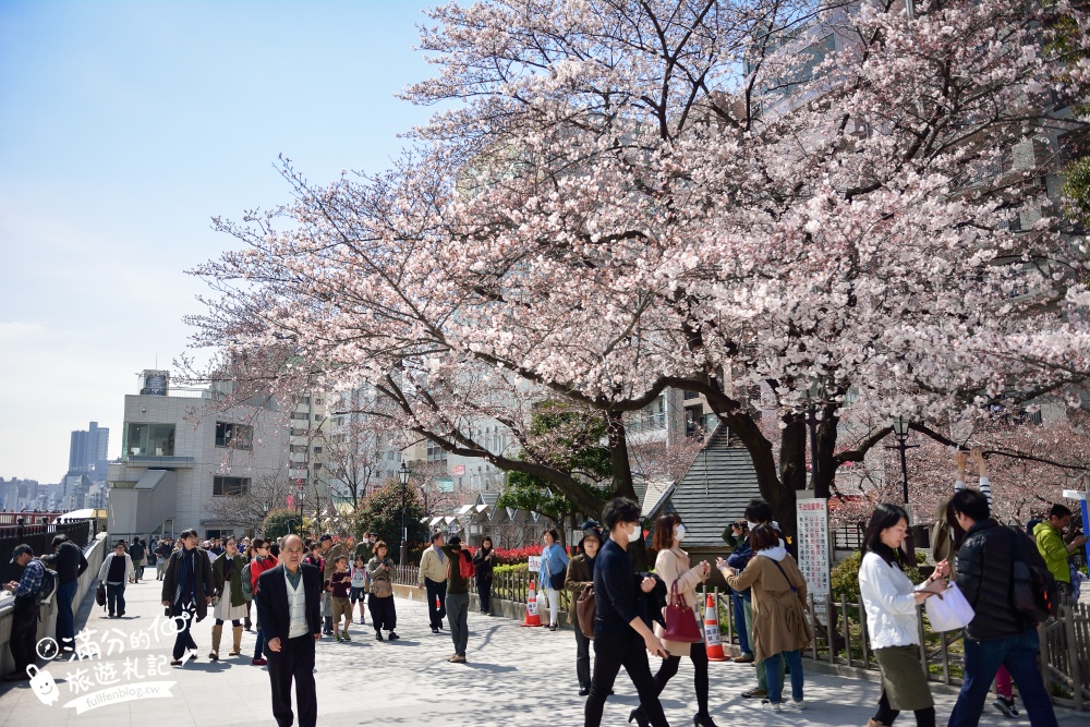 東京賞櫻景點【隅田公園】隅田川綿延一公里的櫻花大道,可順遊淺草寺&晴空塔更精彩!