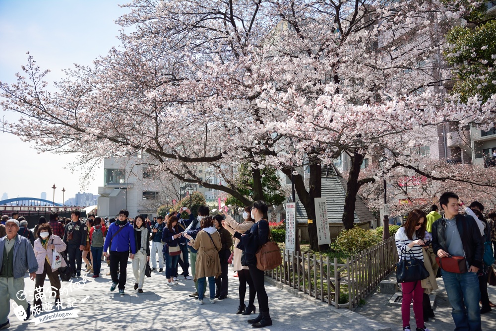 東京賞櫻景點【隅田公園】隅田川綿延一公里的櫻花大道,可順遊淺草寺&晴空塔更精彩!