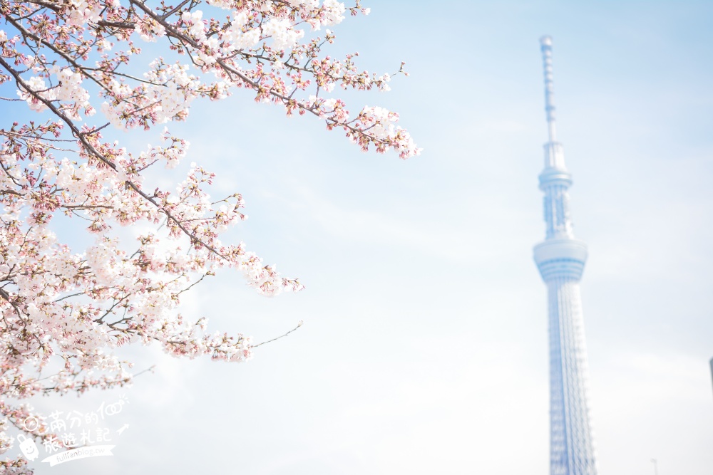 東京賞櫻景點【隅田公園】隅田川綿延一公里的櫻花大道,可順遊淺草寺&晴空塔更精彩!