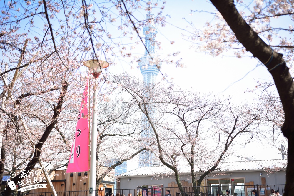 東京賞櫻景點【隅田公園】隅田川綿延一公里的櫻花大道,可順遊淺草寺&晴空塔更精彩!