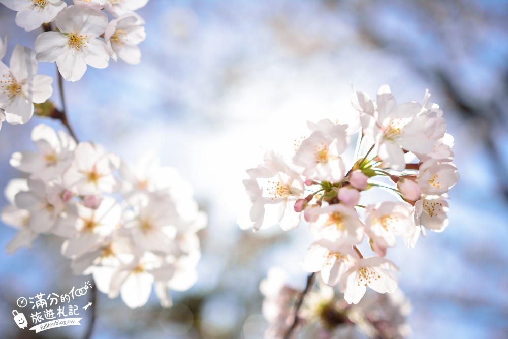 東京賞櫻景點【隅田公園】隅田川綿延一公里的櫻花大道,可順遊淺草寺&晴空塔更精彩!