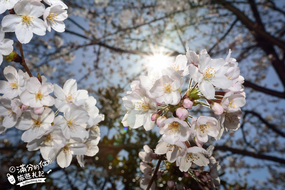 東京賞櫻景點【隅田公園】隅田川綿延一公里的櫻花大道,可順遊淺草寺&晴空塔更精彩!