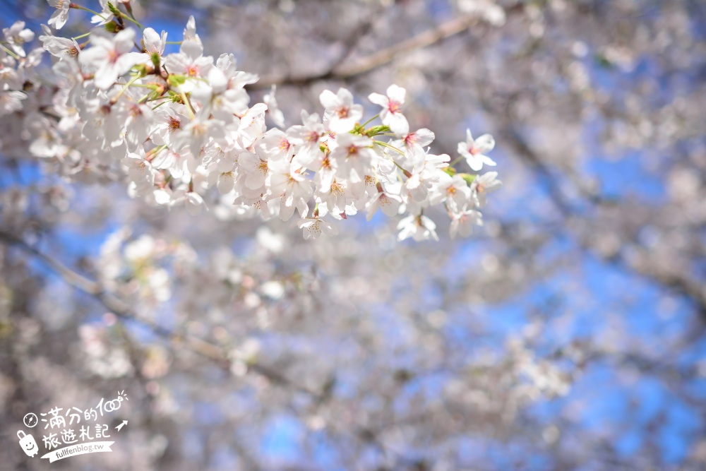 【東京櫻花推薦】千鳥之淵公園&北之丸公園櫻花季.被粉嫩櫻花包圍的夢幻湖畔!