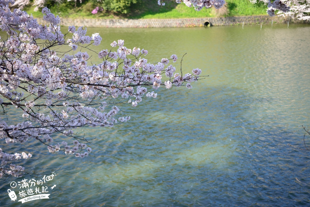 【東京櫻花推薦】千鳥之淵公園&北之丸公園櫻花季.被粉嫩櫻花包圍的夢幻湖畔!