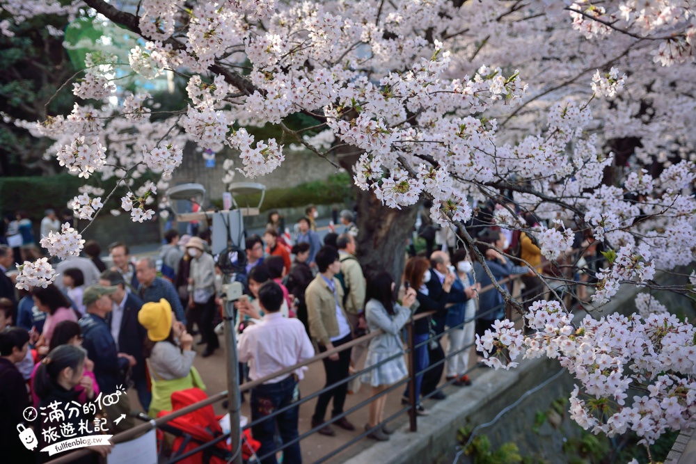 【東京櫻花推薦】千鳥之淵公園&北之丸公園櫻花季.被粉嫩櫻花包圍的夢幻湖畔!