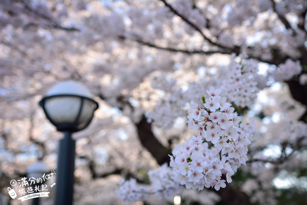 【東京櫻花推薦】千鳥之淵公園&北之丸公園櫻花季.被粉嫩櫻花包圍的夢幻湖畔!