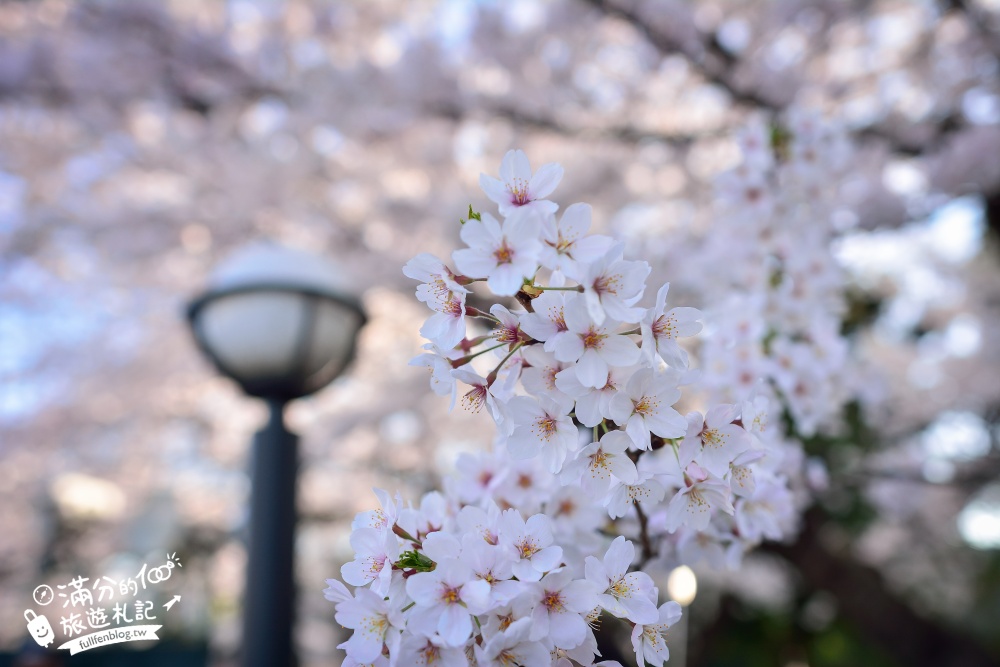 【東京櫻花推薦】千鳥之淵公園&北之丸公園櫻花季.被粉嫩櫻花包圍的夢幻湖畔!