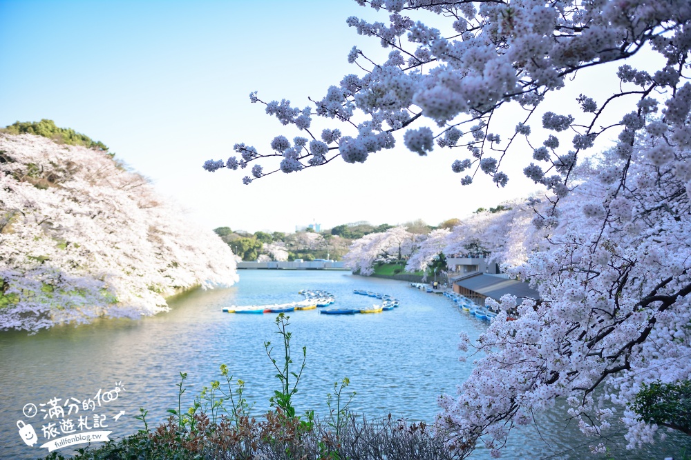 【東京櫻花推薦】千鳥之淵公園&北之丸公園櫻花季.被粉嫩櫻花包圍的夢幻湖畔!