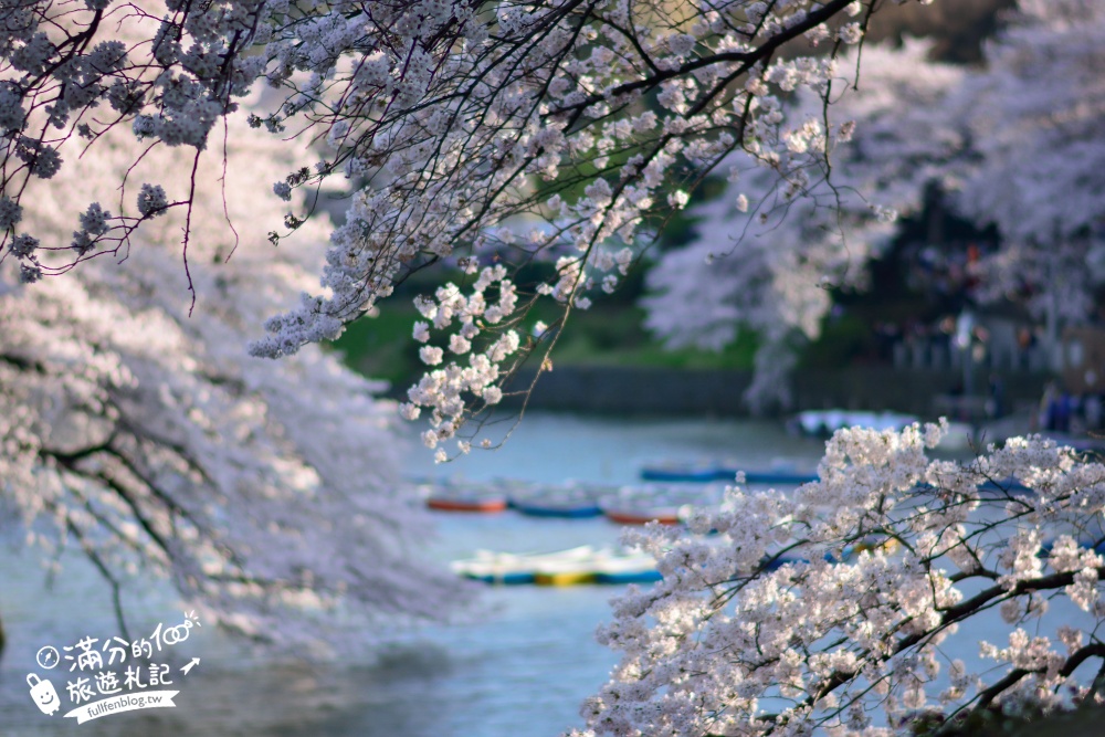 【東京櫻花推薦】千鳥之淵公園&北之丸公園櫻花季.被粉嫩櫻花包圍的夢幻湖畔!