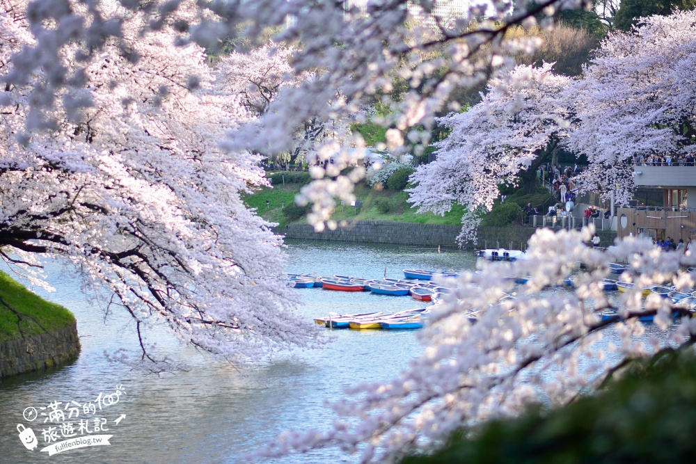 【東京櫻花推薦】千鳥之淵公園&北之丸公園櫻花季.被粉嫩櫻花包圍的夢幻湖畔!