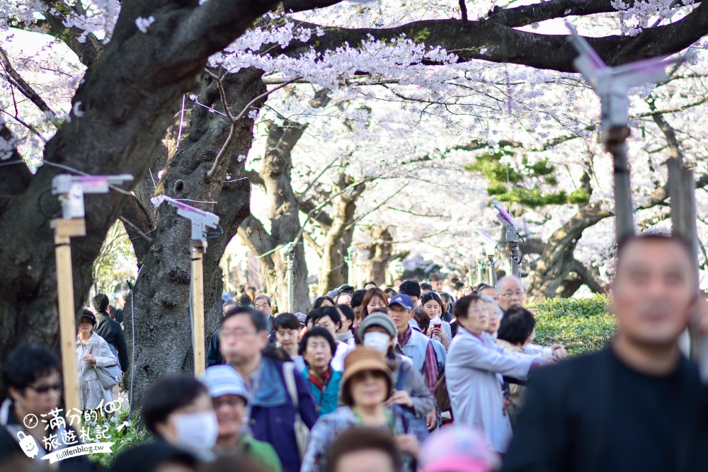 【東京櫻花推薦】千鳥之淵公園&北之丸公園櫻花季.被粉嫩櫻花包圍的夢幻湖畔!