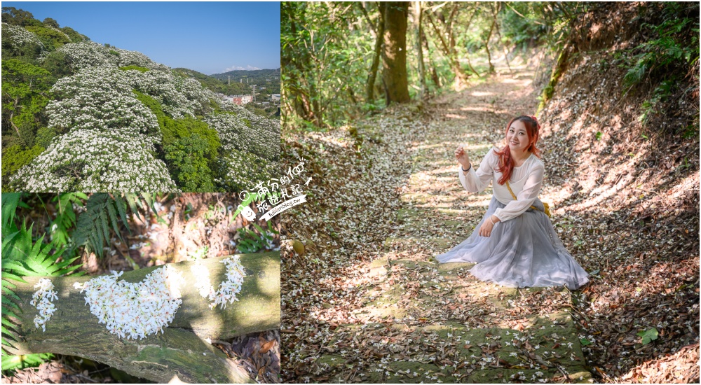 延伸閱讀：新竹桐花景點【湖口仁和桐花步道】近湖口老街,順遊祥湖步道&金獅步道.季節限定浪漫四月雪!