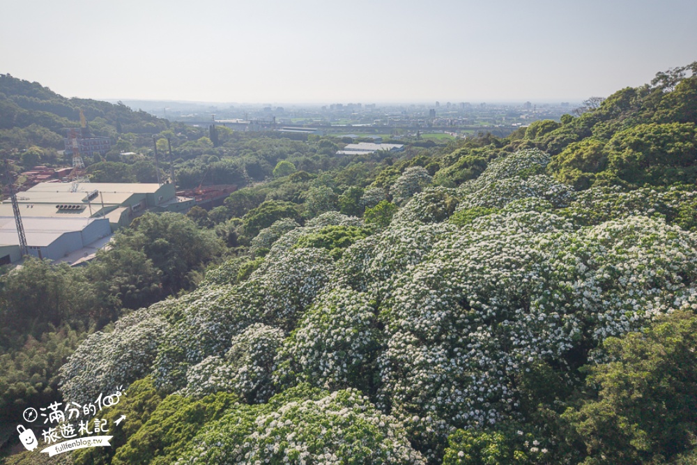 新竹桐花景點【湖口仁和桐花步道】近湖口老街,順遊祥湖步道&金獅步道.季節限定浪漫四月雪!
