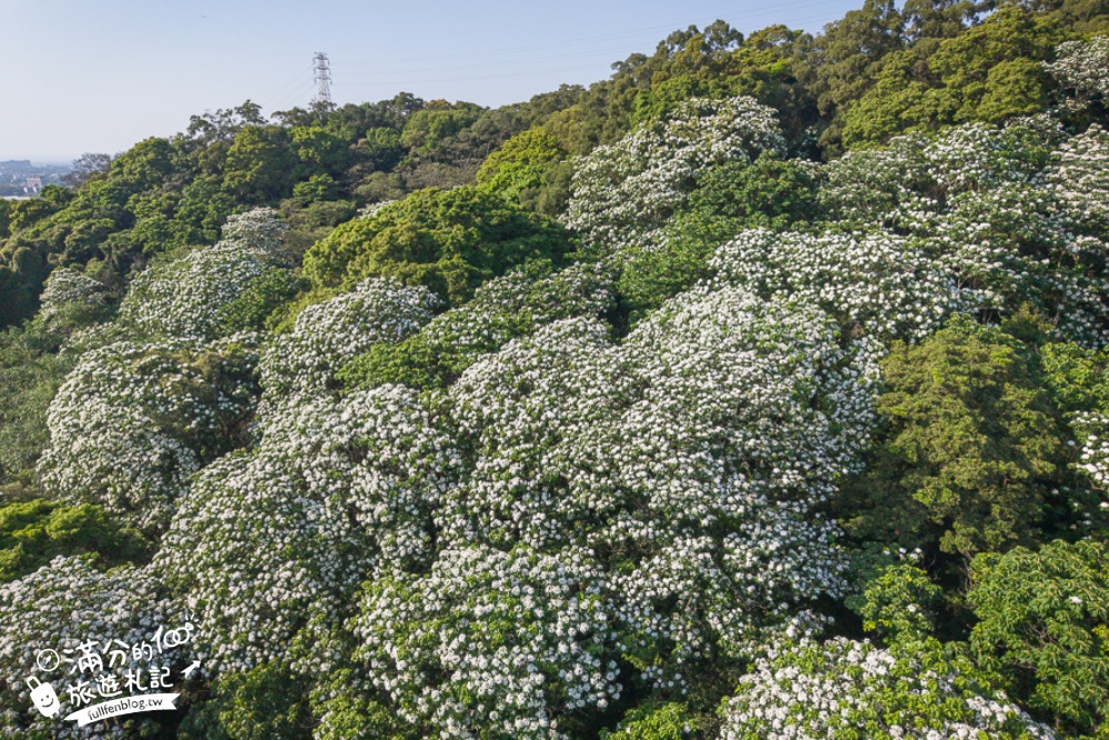 新竹桐花景點【湖口仁和桐花步道】近湖口老街,順遊祥湖步道&金獅步道.季節限定浪漫四月雪!