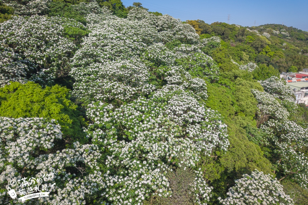 新竹桐花景點【湖口仁和桐花步道】近湖口老街,順遊祥湖步道&金獅步道.季節限定浪漫四月雪!