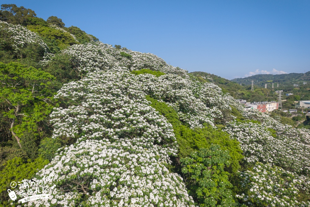新竹桐花景點【湖口仁和桐花步道】近湖口老街,順遊祥湖步道&金獅步道.季節限定浪漫四月雪!