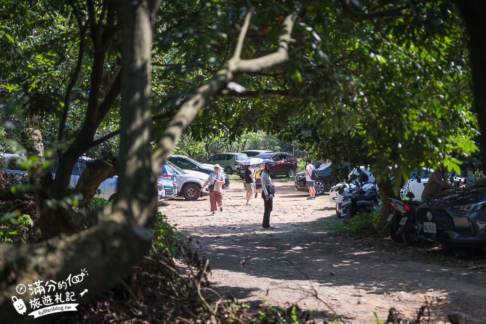 新竹桐花景點【湖口仁和桐花步道】近湖口老街,順遊祥湖步道&金獅步道.季節限定浪漫四月雪!