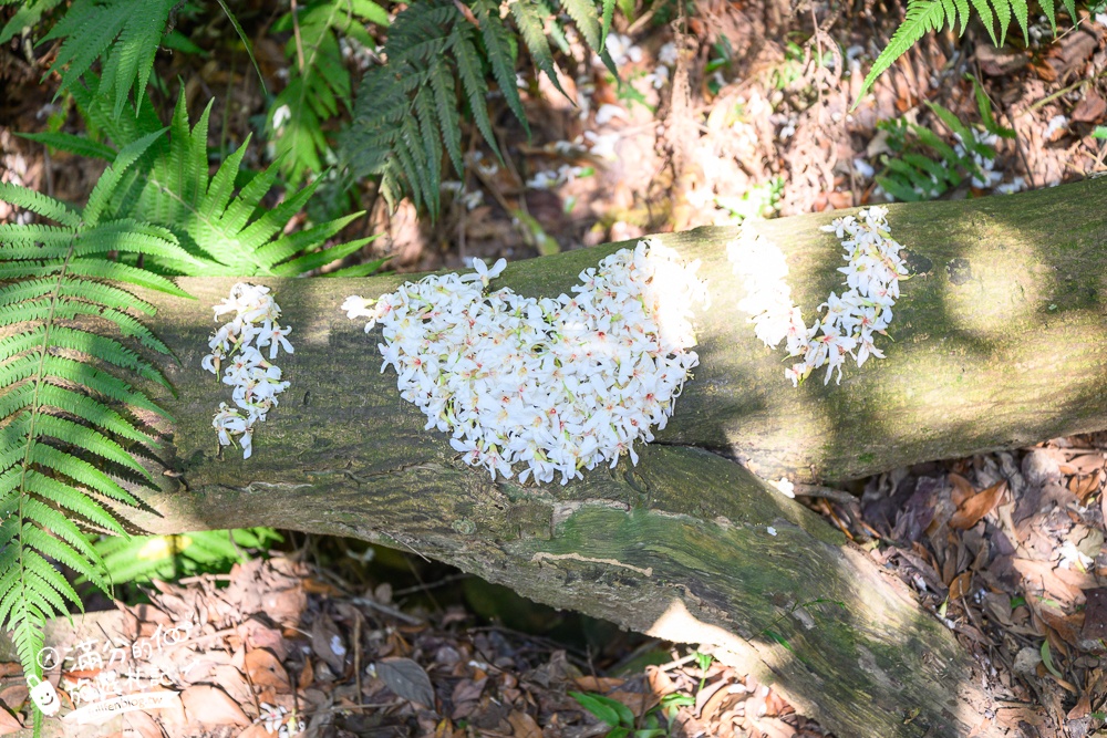 新竹桐花景點【湖口仁和桐花步道】近湖口老街,順遊祥湖步道&金獅步道.季節限定浪漫四月雪!
