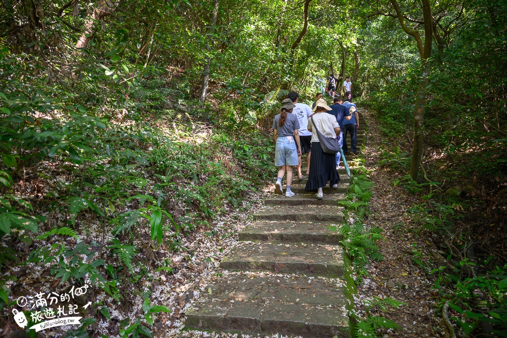 新竹桐花景點【湖口仁和桐花步道】近湖口老街,順遊祥湖步道&金獅步道.季節限定浪漫四月雪!