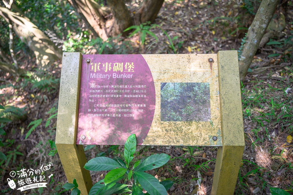 新竹桐花景點【湖口仁和桐花步道】近湖口老街,順遊祥湖步道&金獅步道.季節限定浪漫四月雪!