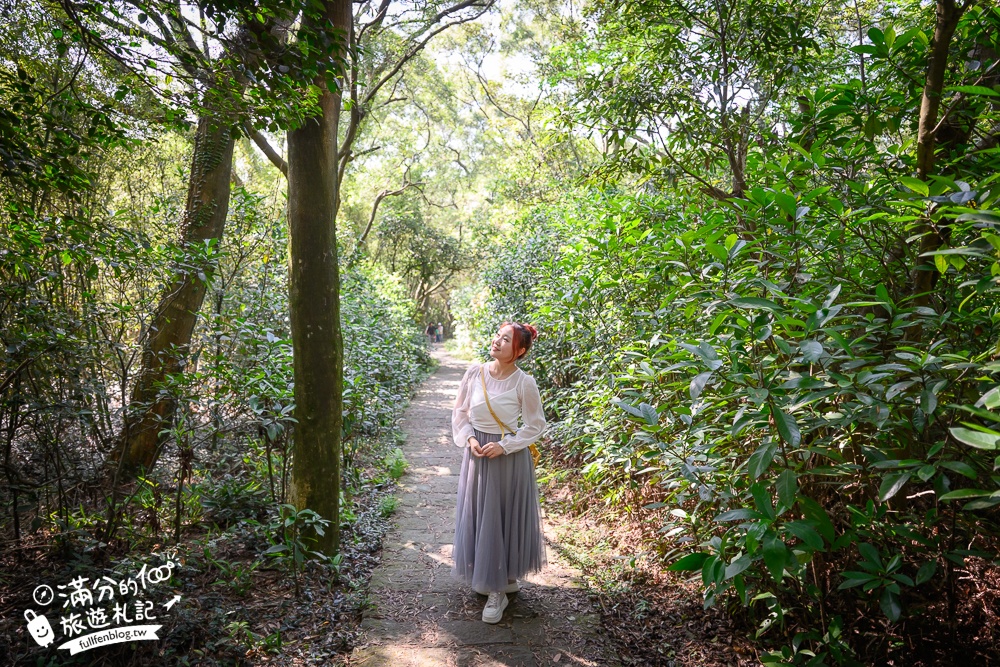 新竹桐花景點【湖口仁和桐花步道】近湖口老街,順遊祥湖步道&金獅步道.季節限定浪漫四月雪!