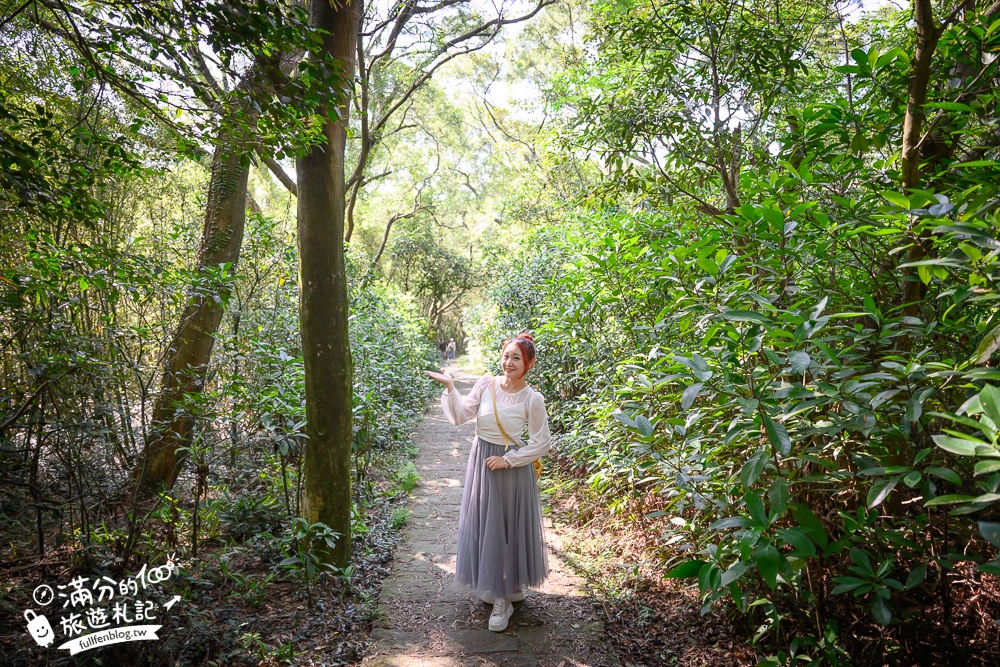 新竹桐花景點【湖口仁和桐花步道】近湖口老街,順遊祥湖步道&金獅步道.季節限定浪漫四月雪!