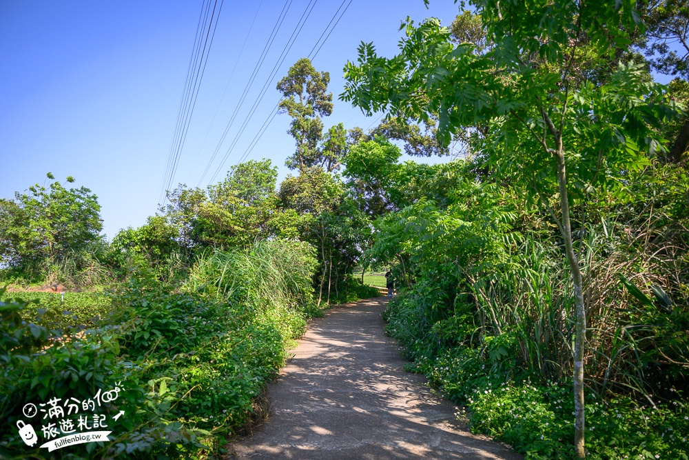 新竹桐花景點【湖口仁和桐花步道】近湖口老街,順遊祥湖步道&金獅步道.季節限定浪漫四月雪!