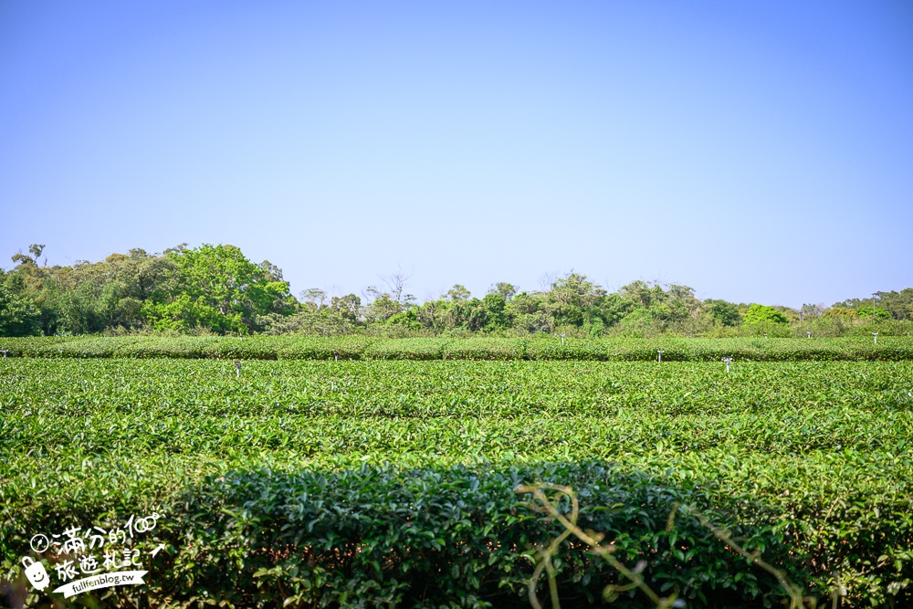 新竹桐花景點【湖口仁和桐花步道】近湖口老街,順遊祥湖步道&金獅步道.季節限定浪漫四月雪!
