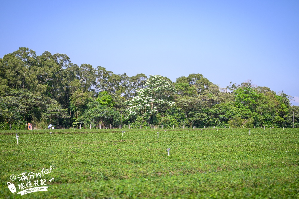 新竹桐花景點【湖口仁和桐花步道】近湖口老街,順遊祥湖步道&金獅步道.季節限定浪漫四月雪!