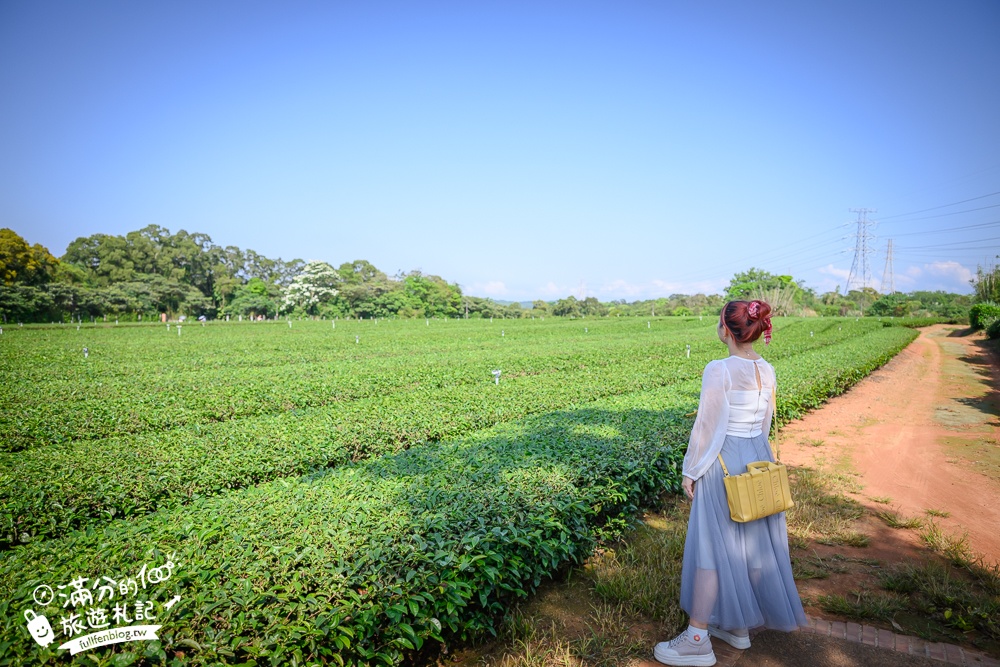 新竹桐花景點【湖口仁和桐花步道】近湖口老街,順遊祥湖步道&金獅步道.季節限定浪漫四月雪!