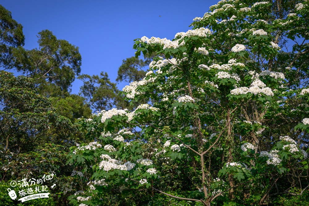 新竹桐花景點【湖口仁和桐花步道】近湖口老街,順遊祥湖步道&金獅步道.季節限定浪漫四月雪!