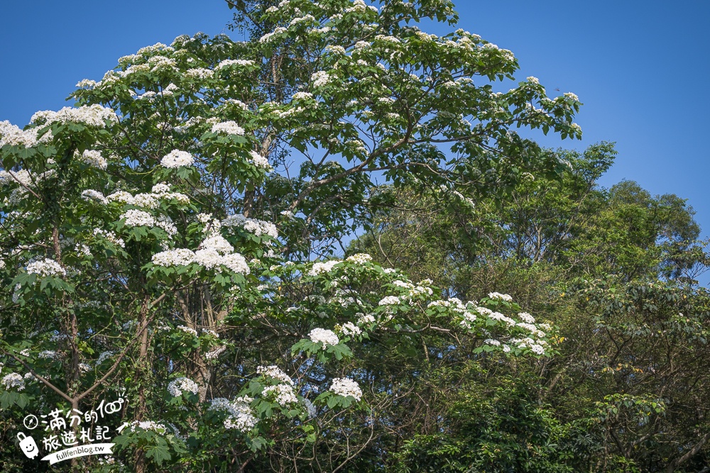 新竹桐花景點【湖口仁和桐花步道】近湖口老街,順遊祥湖步道&金獅步道.季節限定浪漫四月雪!