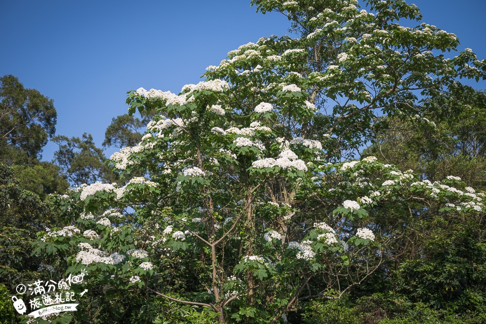 新竹桐花景點【湖口仁和桐花步道】近湖口老街,順遊祥湖步道&金獅步道.季節限定浪漫四月雪!