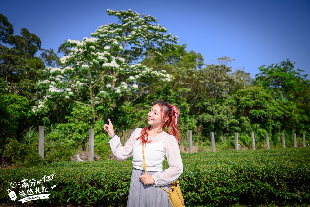 新竹桐花景點【湖口仁和桐花步道】近湖口老街,順遊祥湖步道&金獅步道.季節限定浪漫四月雪!