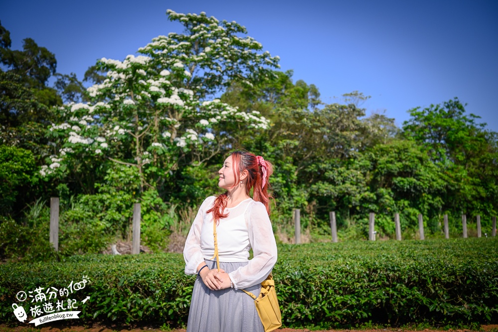 新竹桐花景點【湖口仁和桐花步道】近湖口老街,順遊祥湖步道&金獅步道.季節限定浪漫四月雪!
