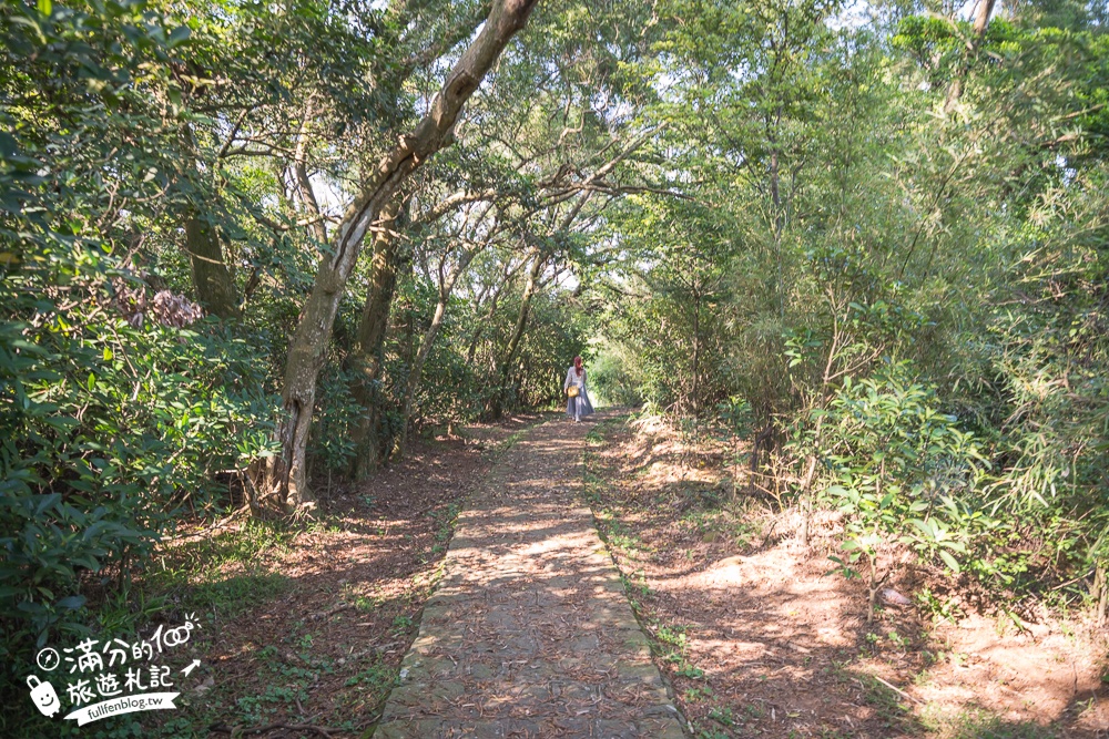 新竹桐花景點【湖口仁和桐花步道】近湖口老街,順遊祥湖步道&金獅步道.季節限定浪漫四月雪!