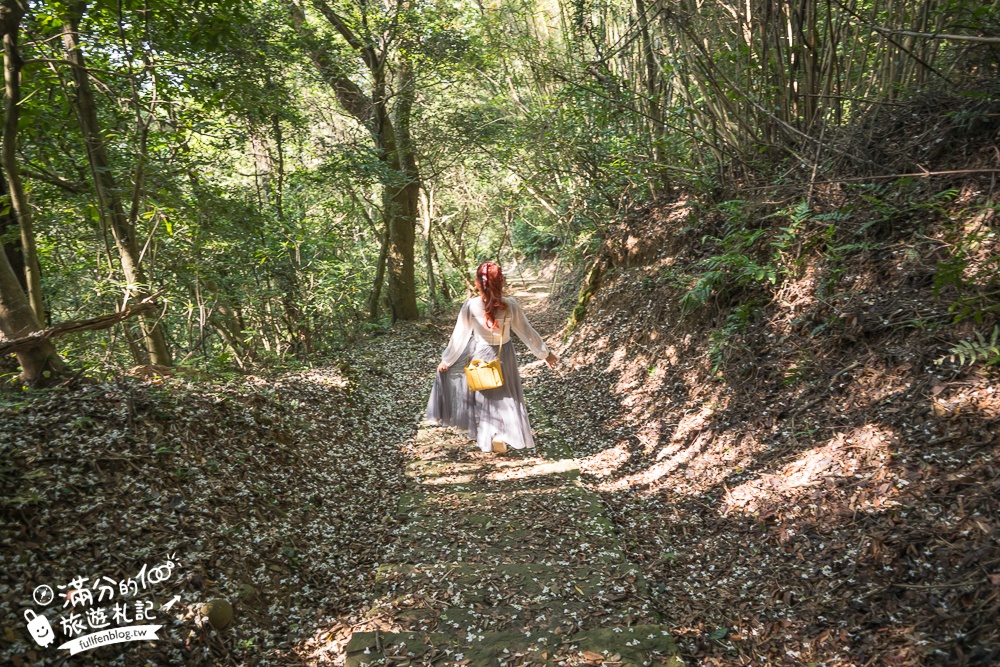 新竹桐花景點【湖口仁和桐花步道】近湖口老街,順遊祥湖步道&金獅步道.季節限定浪漫四月雪!