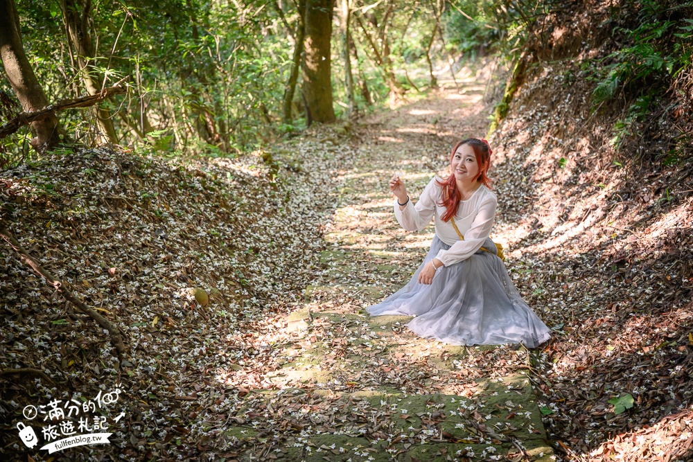 新竹桐花景點【湖口仁和桐花步道】近湖口老街,順遊祥湖步道&金獅步道.季節限定浪漫四月雪!