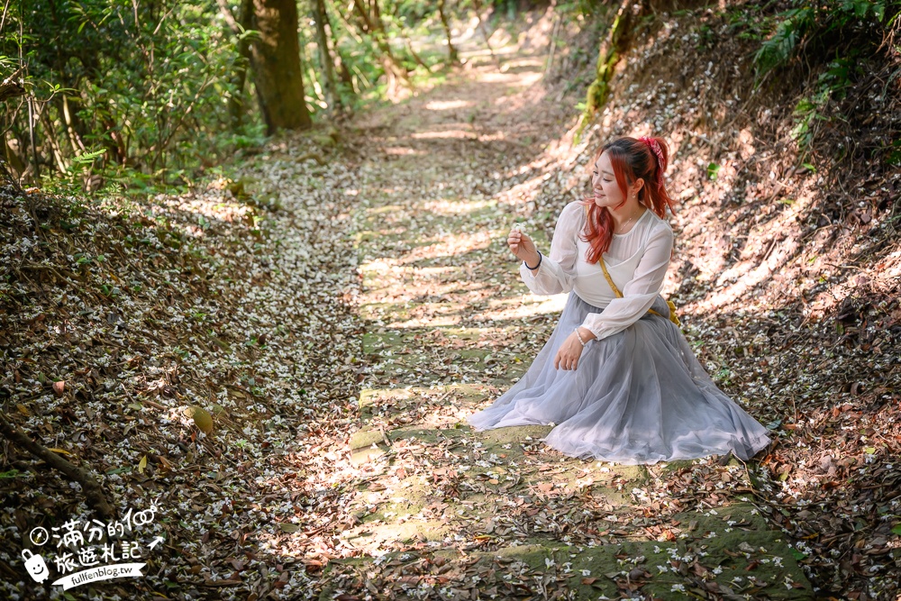 新竹桐花景點【湖口仁和桐花步道】近湖口老街,順遊祥湖步道&金獅步道.季節限定浪漫四月雪!