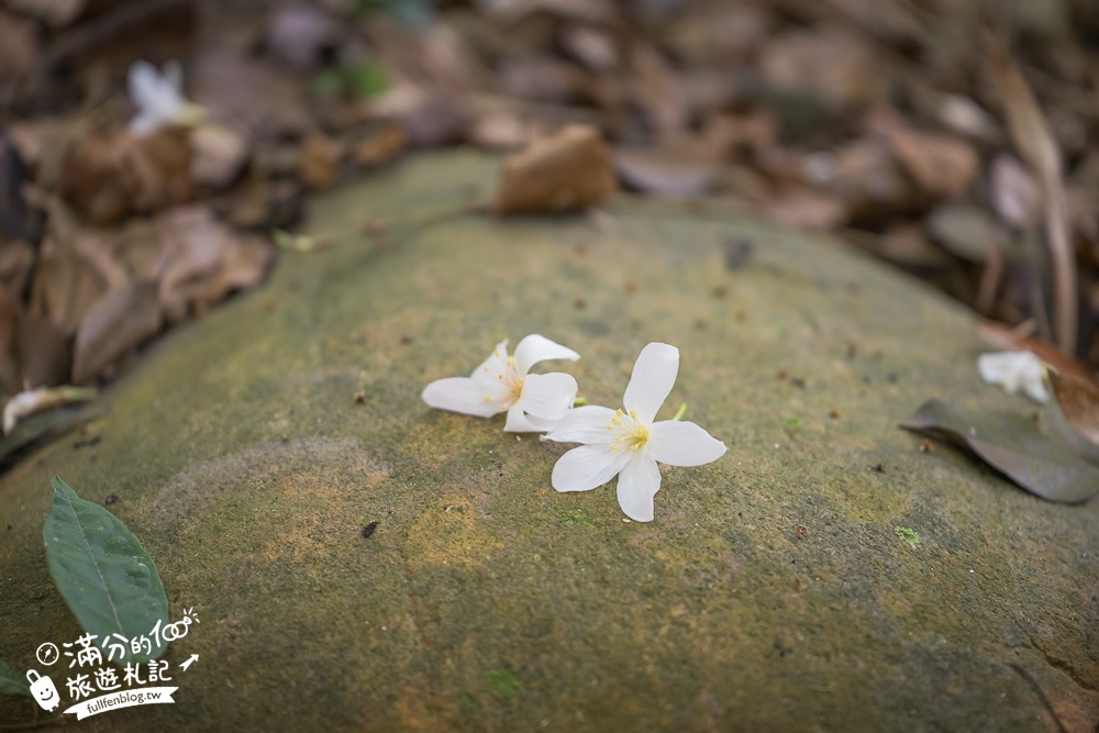 新竹桐花景點【湖口仁和桐花步道】近湖口老街,順遊祥湖步道&金獅步道.季節限定浪漫四月雪!