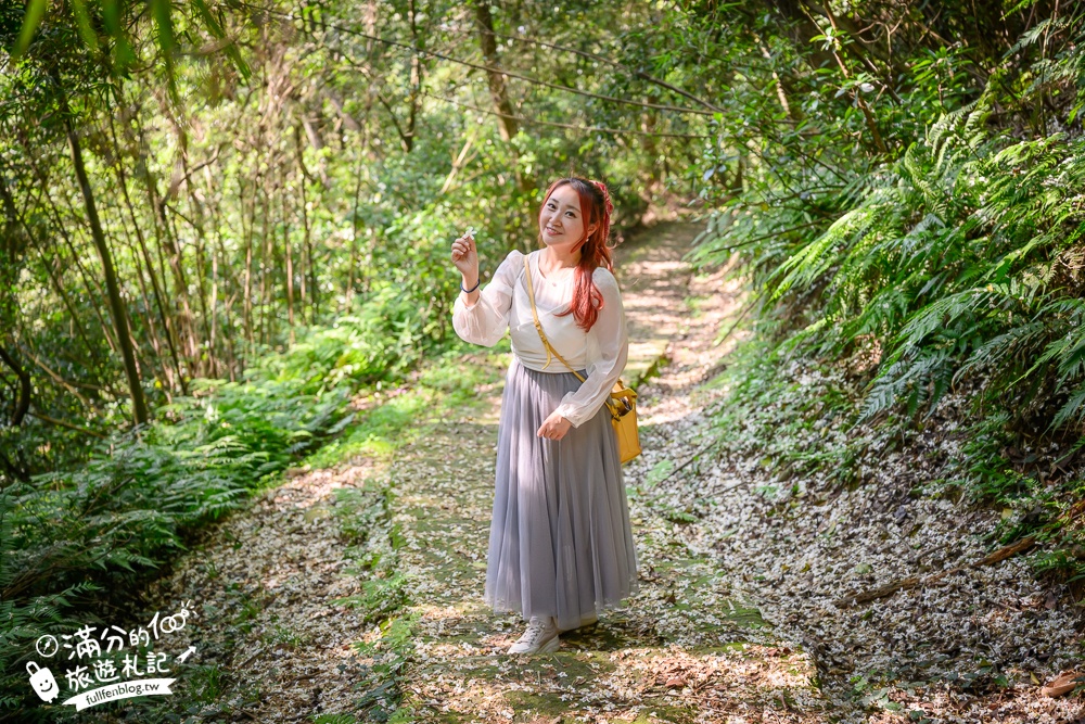 新竹桐花景點【湖口仁和桐花步道】近湖口老街,順遊祥湖步道&金獅步道.季節限定浪漫四月雪!