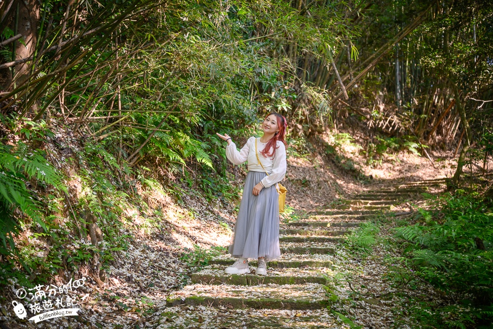新竹桐花景點【湖口仁和桐花步道】近湖口老街,順遊祥湖步道&金獅步道.季節限定浪漫四月雪!