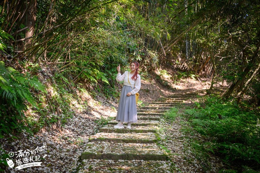 新竹桐花景點【湖口仁和桐花步道】近湖口老街,順遊祥湖步道&金獅步道.季節限定浪漫四月雪!