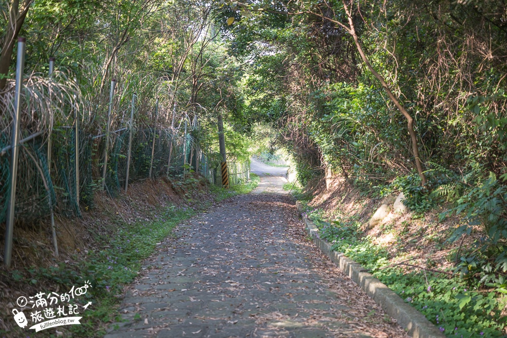 新竹桐花景點【湖口仁和桐花步道】近湖口老街,順遊祥湖步道&金獅步道.季節限定浪漫四月雪!
