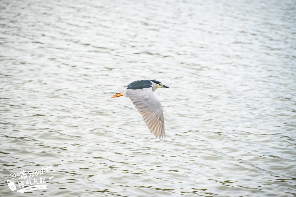 台北內湖親子餐廳【象園咖啡】必吃小象餅&必拍大象彩色隊伍,旁邊就是唯美的碧湖可順遊 台北內湖親子餐廳【象園咖啡】必吃小象餅&必拍大象彩色隊伍,旁邊就是唯美的碧湖可順遊