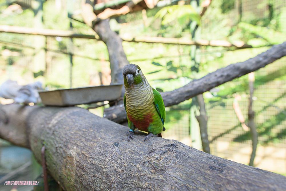新竹新埔景點|森林鳥花園|親子景點.下午茶.森林溜滑梯.餵鸚鵡體驗|探花尋鳥~和大自然一起同樂!
