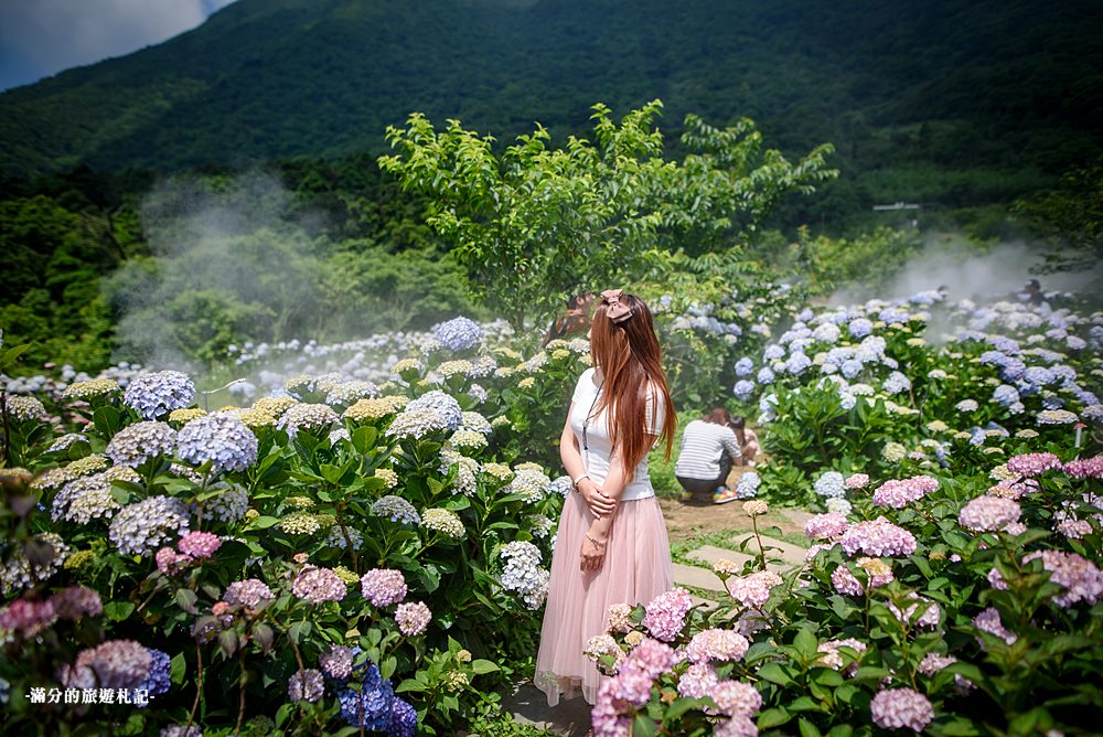 竹子湖花與樹繡球花田,絕美迷霧的紫陽花園~花團錦簇的山林仙境!